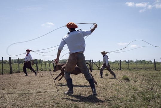 Gauchos cu lasoul